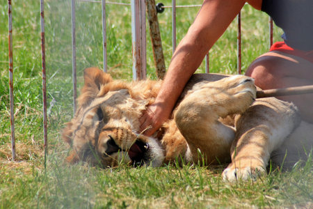 A skilled lion tamer shows trust and affection by cuddling with a majestic lion in a vibrant circus tent, highlighting the close bond between humans and animals in a mesmerizing performance.の写真素材