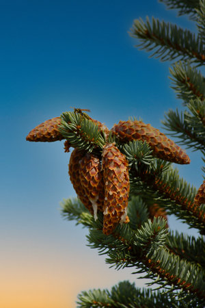 A pine cone rests on a tree branch against a blue sky and sunset. The intricate details and textures...