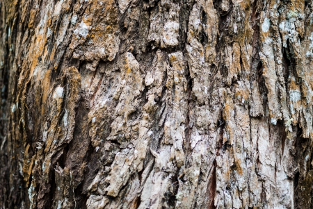 Pine tree bark background