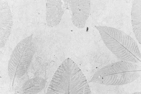 Leafs pattern of a plant stamped on the concrete, grey backgroundの写真素材