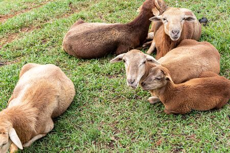Sheep s resting in the green grass on day lightの写真素材