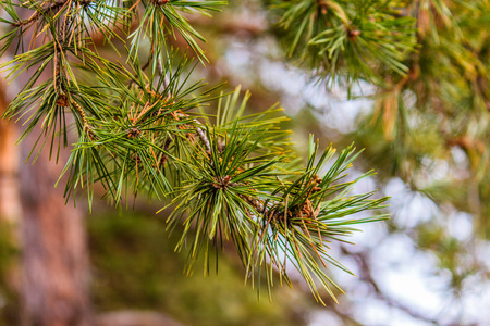 What a beautiful pine tree is, despite the fact that the calendar is already winter, and it is all...