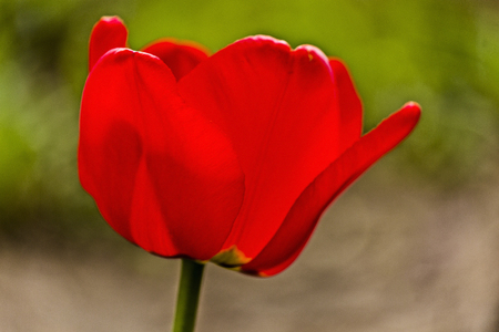 Flowering tulips against the background of other flowersの写真素材