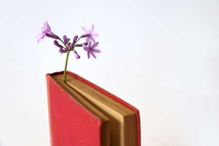 Small purple flowers as a bookmark holding a place in a red vintage old bookの写真素材