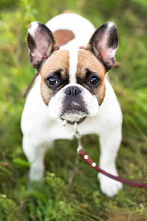 Funny, young, English Bulldog runs on a green lawn.の写真素材