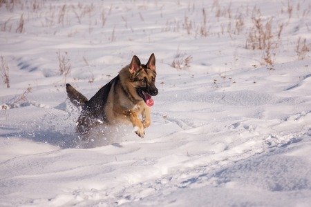 Alsatian dog on the frozen lakeの写真素材