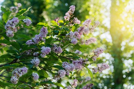Lilac or Suringa is a flowering woody plant. Lilac flowering.Tender lilac flowers background. Floral...