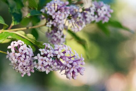 Lilac or Suringa is a flowering woody plant. Lilac flowering.Tender lilac flowers background. Floral...