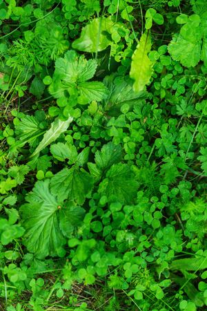 green grass in a clearing, summer Sunny day. the environmental baselineの写真素材