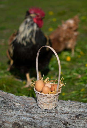 Raw barbun with lime and rosmary on black wooden plank. Top view.の写真素材