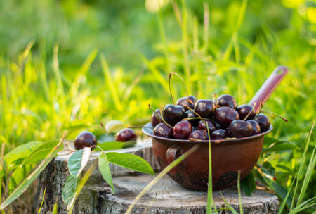 Old strainer full of ripe red cherries in the garden