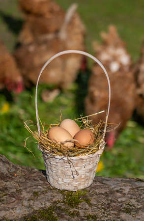 Freshly laid free range eggs in basket. Out of focus chickens in the background.の写真素材