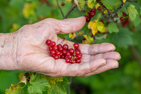 Ripe red currant berries in a bowl on wooden table.