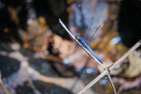 The dragonfly on waterfallsの写真素材