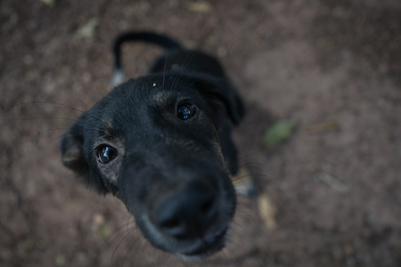 The dog in templeの写真素材