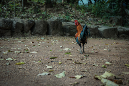 The chicken in templeの写真素材