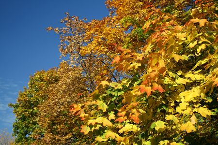 yellow leaves of autumn trees under the blue skyの写真素材