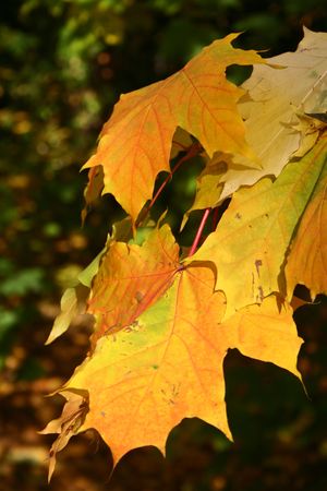 a closeup of a yellow maple tree in autumnの写真素材