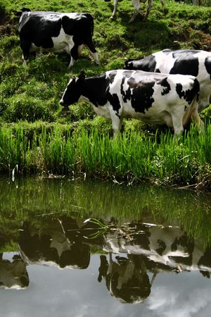 Cows next to the channel, Scotland, in the countryの写真素材