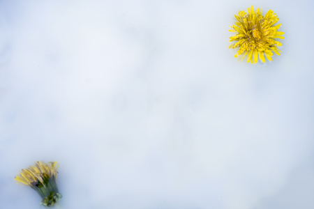 Decorative milky white background with yellow flowersの写真素材