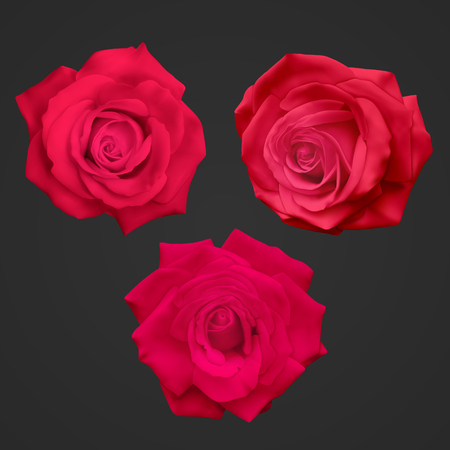 Realistic red roses isolated on a dark background, vector illustrationのイラスト素材