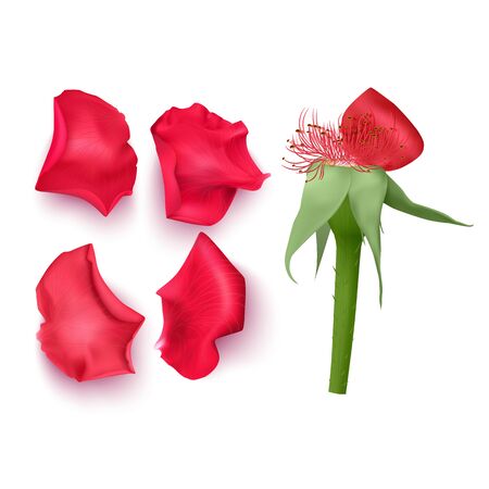 Rose petals in realistic style on white background, vector illustration, petals of red color, applicable for design of greeting cards on March 8 and St. Valentine's Day.のイラスト素材