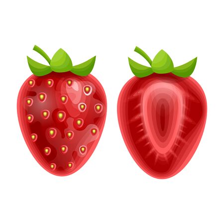 Whole strawberry and sliced half strawberry. Fresh red ripe mellow berry in Cartoon style, isolated on white background, vector illustrationのイラスト素材