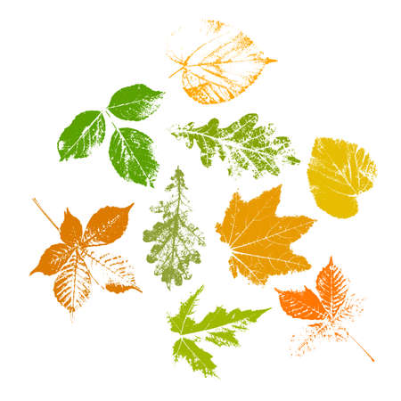 Autumn leaves set, isolated on white background. Leaves with print texture