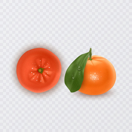 Fresh tangerines with green leaves and orange, vector illustrationのイラスト素材