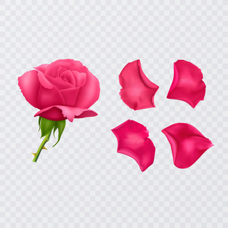 Red rose petals on a transparent background and realistic rose, vector illustrationのイラスト素材