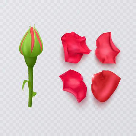 Red rose petals on transparent background and realistic rose, vector formatのイラスト素材