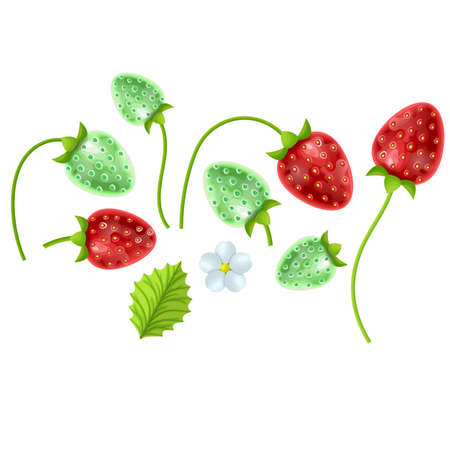 Set of Strawberries, vector illustration of a Cartoon Style, Strawberry on white backgroundのイラスト素材