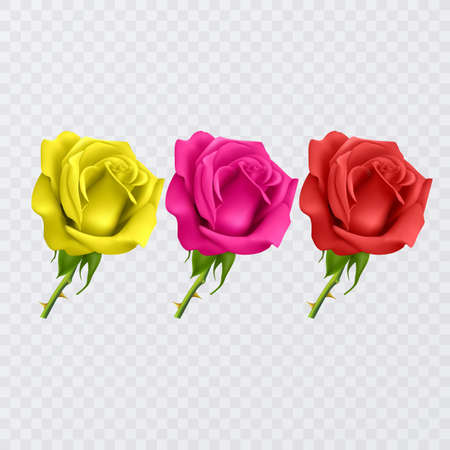 Red rose petals on a transparent background and realistic rose, vector formatのイラスト素材