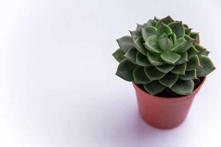 green echeveria cactus in brown flower pot on white background with copy space horizontal photoの写真素材