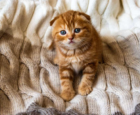 red kitten of the Scottish Fold cat sits at attention on a knitted beige clothの写真素材