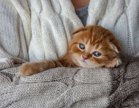 red Scottish Fold kitten in the arms of an impersonal woman in a beige knitted sweaterの写真素材