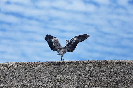 heronの写真素材