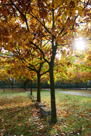 Autumn leaf alchemy from green to yellow or red to brown also in the parking places - September...