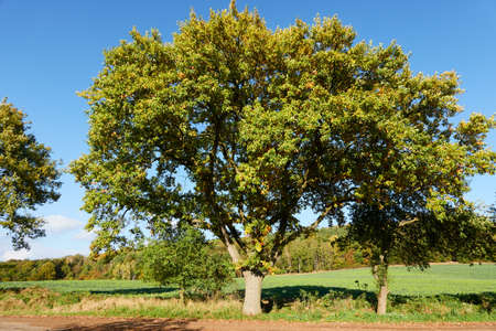 Fall is coming. It often rains and blows. The trees are painted in beautiful colors. October 2020. The beautiful landscape is covered with a duvet made of leaves and our whole country starts to play with a lot of colors.の写真素材