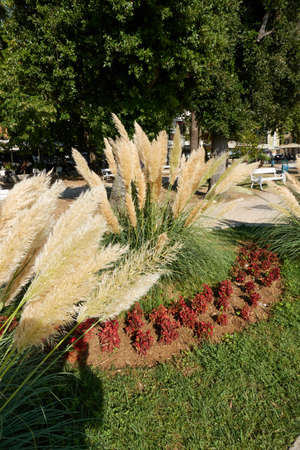 Ornamental grass in the pedestrian zone in the summer afternoon.の写真素材