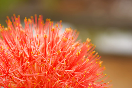 A beautiful pollen from  flower in a summer meadow.の写真素材