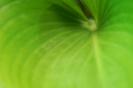 green leaf on blurred greenery background in gardenの写真素材