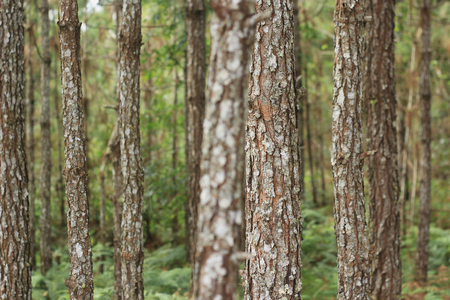 forest trees nature green wood backgrounds.の写真素材