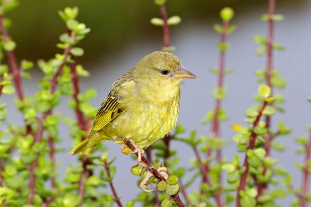 A female Southern Masked Weaver (Ploceus velatus) perching on a spekboom tree (Portulacaria afra) in Addo Elephant National Park, South Africa.の写真素材