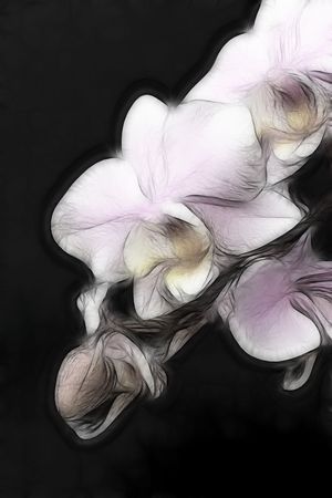 An artistic impression of a minature orchid spray.の写真素材