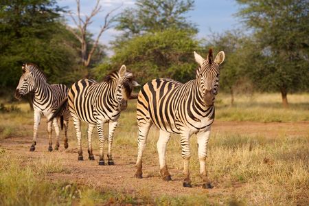Burchell's zebra (Equus burchellii), in the Satara area, Kruger National Park, South Africa.の写真素材