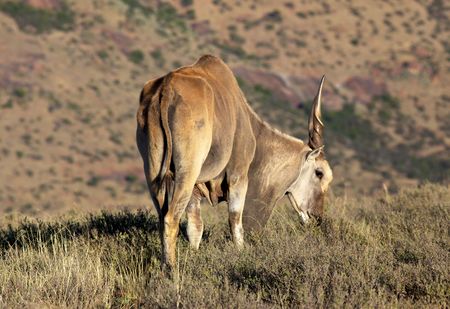 An eland bull (Taurotragus oryx) in the Mountain Zebra National Park, South Africa.の写真素材