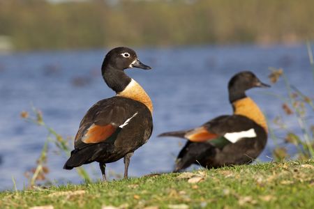 Colorful Australian Shelduck (Tadorna tadornoides) pair, with the female nearest to the camera.