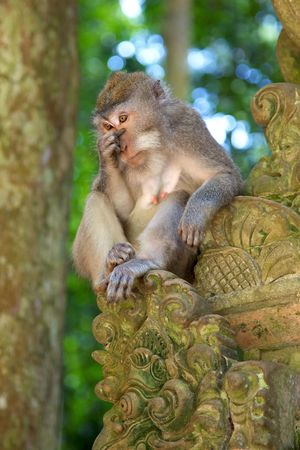 The long-tailed macaque (Macaca fascicularis), aka the crab-eating macaque,  the cynomolgus monkey...