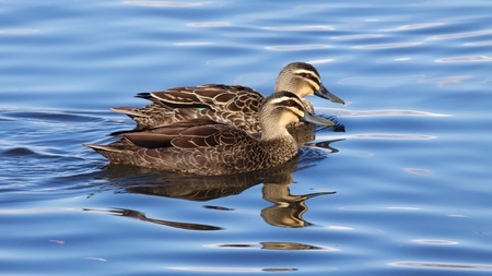 Pacific Black Ducks (Anas superciliosa) at Lake Monger, Perth, Western Australia.の写真素材